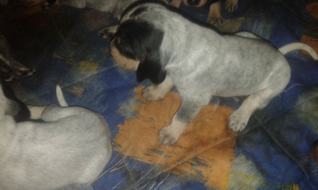 Chiots de Jade