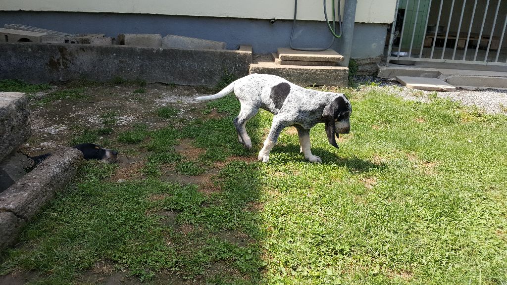 Chiots de Jade et JP à 2 mois