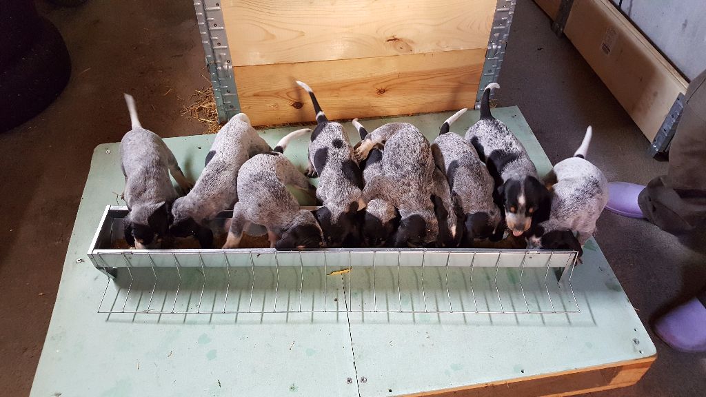 Chiots de Jade à 5 semaines